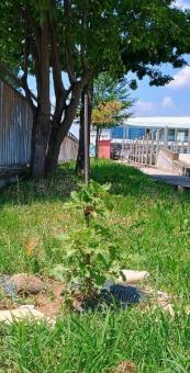 EDILTECO EN MUTINA ARBOREA VOOR STADSHERBEBOSSING